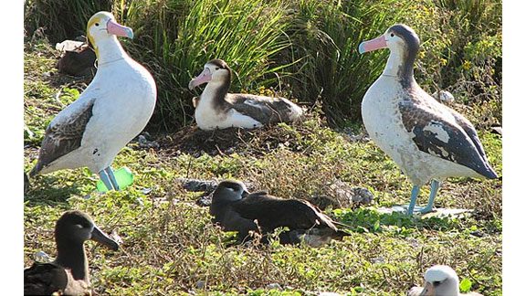 short tailed albatross comeback American Bird Conservancy hawaii