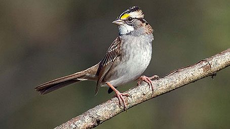 eBird animated occurrence map white-throated sparrow