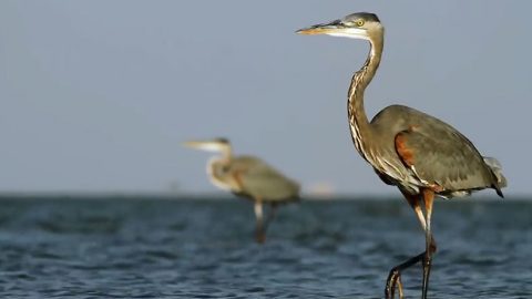 Heron striding through water in the Mississippi Delta region