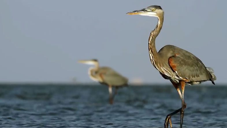 Heron striding through water in the Mississippi Delta region