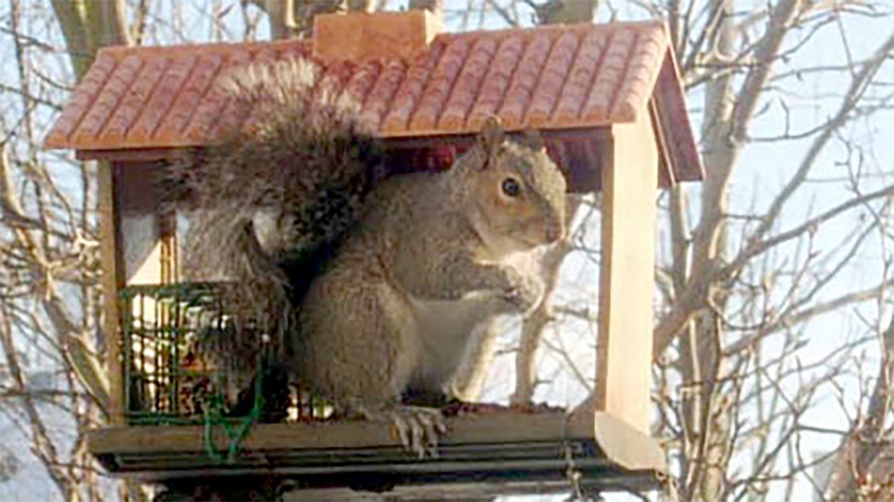 Gray squirrel at a feeder. Photo by Becky Washburn.