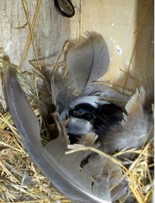 A Chilean Swallow incubates its eggs while an iButton (top) records the temperature.