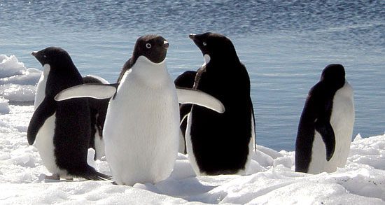 Antarctic Penguins on floating ice