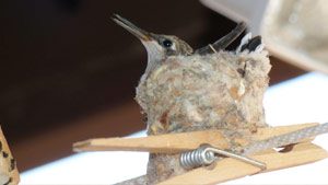Hummingbird nest in Funky Nest Challenge. By Barbara Collins