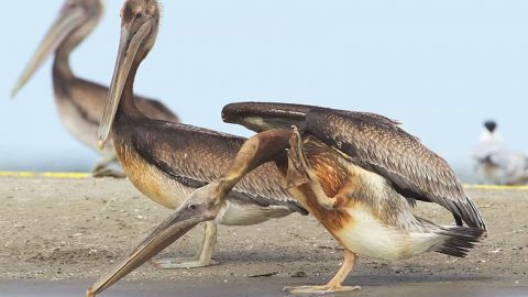 Oiled pelicans on Raccoon Island following Gulf oil spill