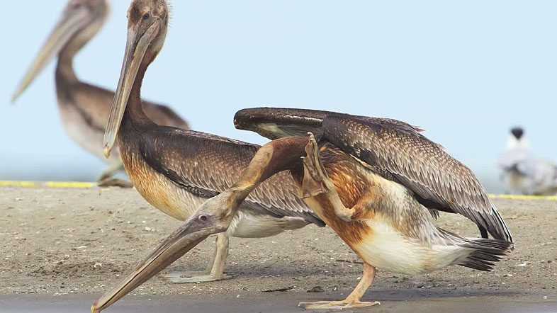 Oiled pelicans on Raccoon Island following Gulf oil spill