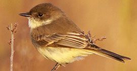 Confusing Flycatchers? Use Migration Timing to Your Advantage!