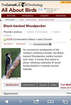 All About Birds Black-backed Woodpecker screen image