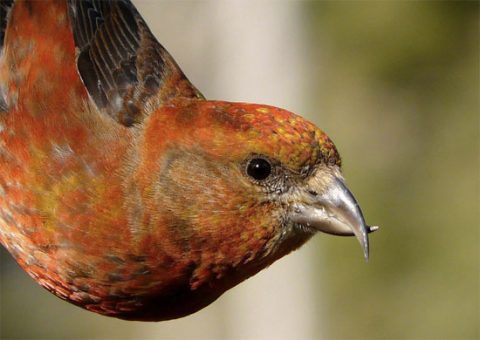 Red crossbill in British columbia
