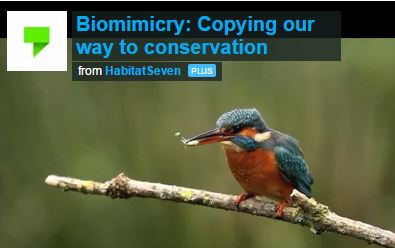 biomimicry is part of evolution