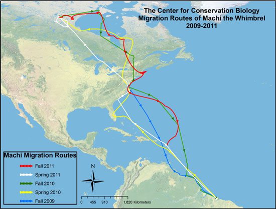 map of yearly migrations of Machi the Whimbrel