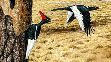 Imperial Woodpeckers