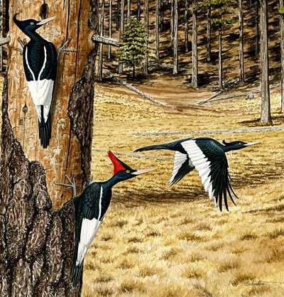 Imperial Woodpecker painting by John Schmitt