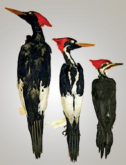 Woodpecker skins: imperial, ivory-billed, pileated