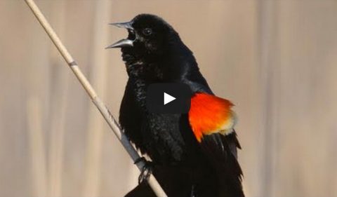 our picks for 10 great video moments with birds