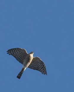 Sharp-shinned Hawk in flight