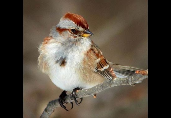 american tree sparrow