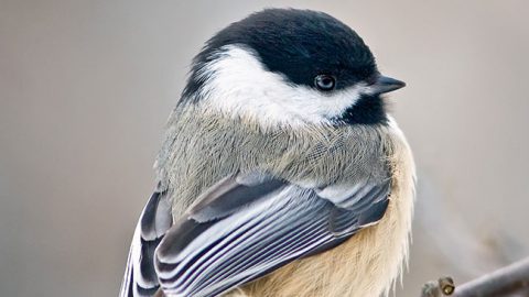 Black-capped Chickadee by Shirley Gallant