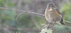 MEGA! Red-flanked Bluetail in California