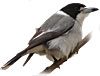 Gray Butcherbird, Australia