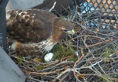Female Bird Cams Red-tailed Hawk named Big Red