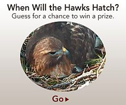 Hawk hatching contest on All About Birds