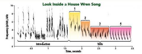 House Wren song spectrogram