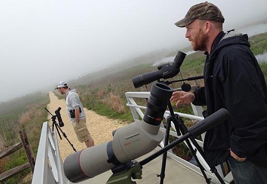scouting for birds for big day world series of birding on cape may anti-petrels