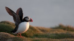 Atlantic Puffin Overview, All About Birds, Cornell Lab of Ornithology