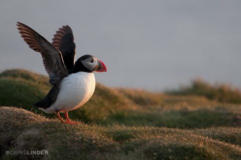 Puffins on Westman Islands in iceland