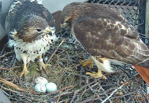 Cornell red-tailed hawks big red and ezra nest and raise chicks on campus in 2012