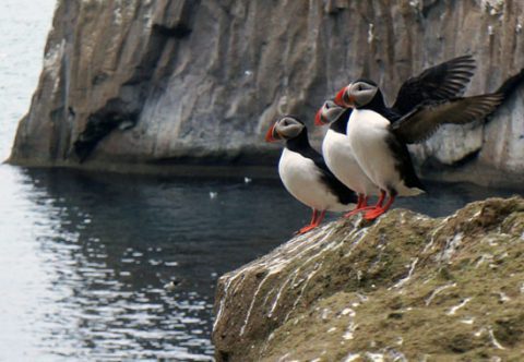 scientists look into a puffin burrow on Iceland