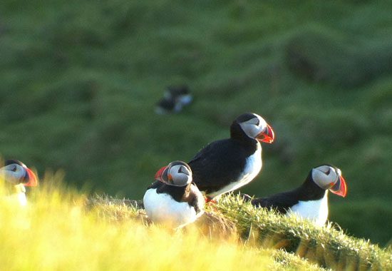 puffins in iceland digiscoping