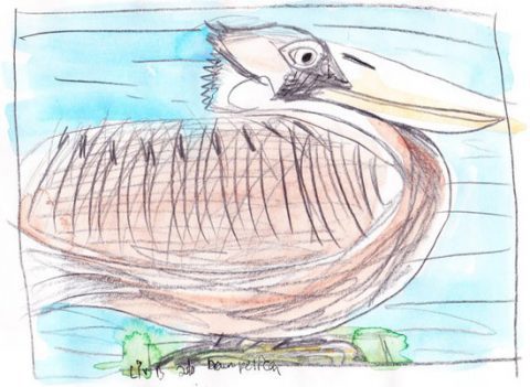 Brown Pelican art by Olivia Bouler