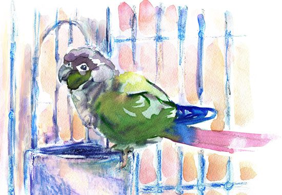 parakeet painting by Abby McBride