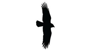 american crow flight silhouette