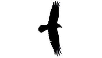 Chihuahuan Raven flight silhouette