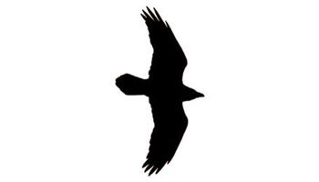 common raven flight silhouette