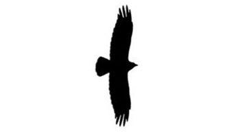 fish crow flight silhouette