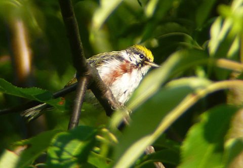 chestnut-sided warbler seen during young birders event