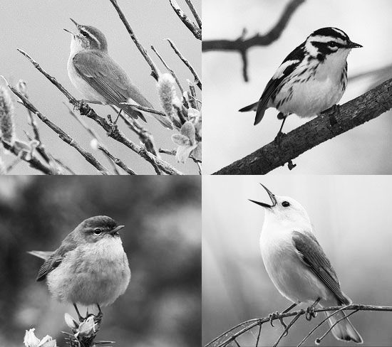 black and white photos of European and American warblers