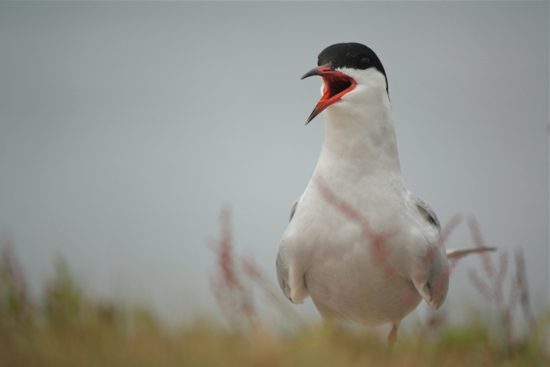 common tern by shailee shah