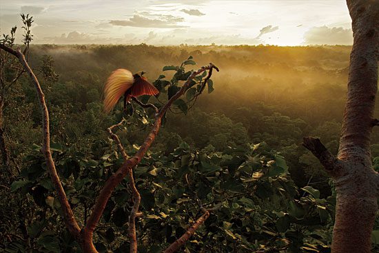 A Greater Bird-of-paradise looking out over the Papua New Guinea rainforest at dawn.