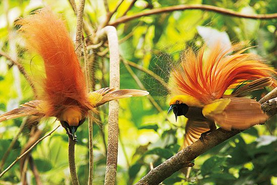 Raggiana Bird-of-Paradise males doing a synchronized mating display.