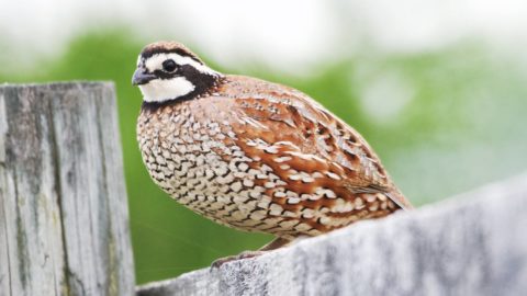a small round quail with a white-and-black face perches on a wooden fence