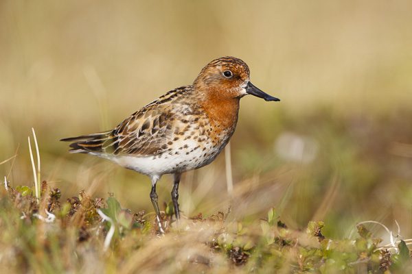 Adult male Spoon-billed Sandpiper