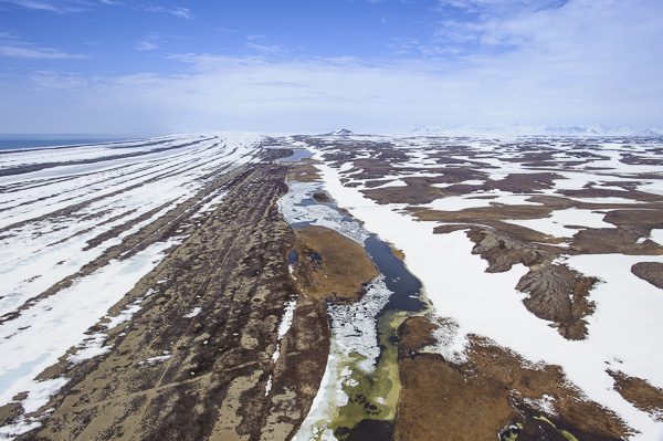 moraine hills and coastal spits where Spoon-billed Sandpipers breed