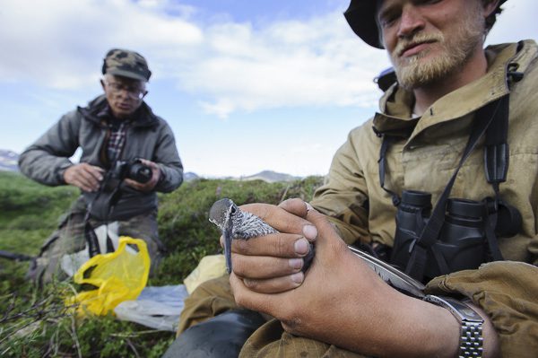 banding a Wandering Tattler