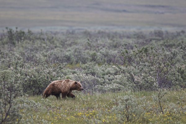 Brown bear in the alders, eastern Russia