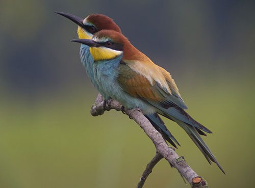 The abundant insects of the puszta grasslands also provide food for colorful bee-eaters.